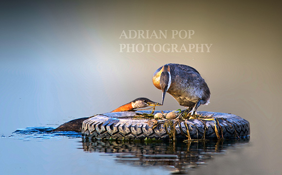 Adrian Pop Picture of Red Neked Grebe working together